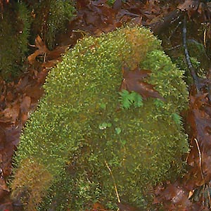 Moss on boulder in maple grove, West Fork Miller River