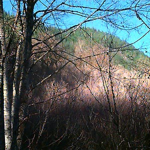 Conifers and alders on November hillside, West Fork Miller River canyon