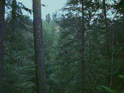 fir forest at dusk, Mill Creek at Mountain Home Road, Chelan County, Washington