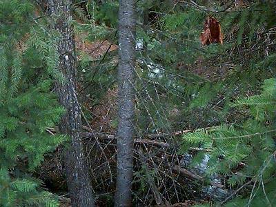 young grand fir Abies grandis, Mill Creek at Mountain Home Road, Chelan County, Washington