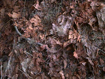 bigleaf maple leaf litter Acer macrophyllum, Mill Creek at Mountain Home Road, Chelan County, Washington