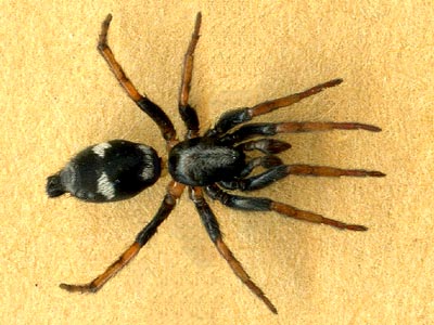 ground spider Poecilochroa (Sergiolus) montanus montana, Mill Creek at Mountain Home Road, Chelan County, Washington