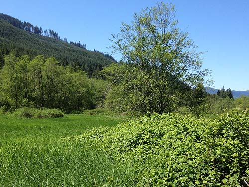 invasive Rubus discolor at meadow edge, upper end of Mirror Lake, Whatcom County, Washington