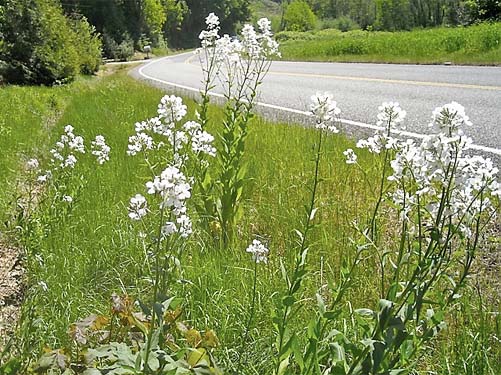 roadside verge habitat, upper end of Mirror Lake, Whatcom County, Washington