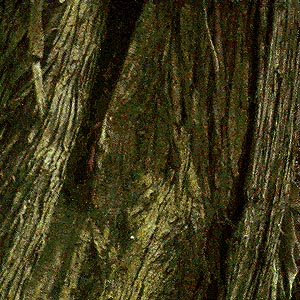bark of western red cedar Thuja plicata, east of Mission Beach, Washington