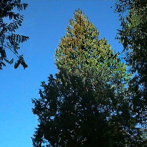 western red cedar Thuja plicata, east of Mission Beach, Washington