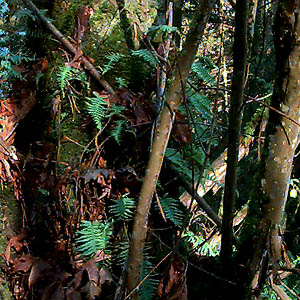 ferns on bigleaf maple Acer macrophyllum trunk, east of Mission Beach, Washington