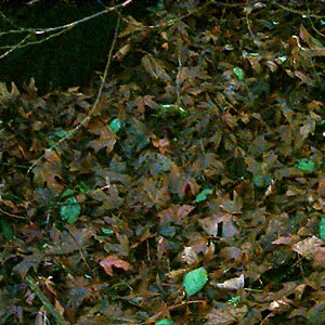 maple leaf litter, forest east of Mission Beach, Washington