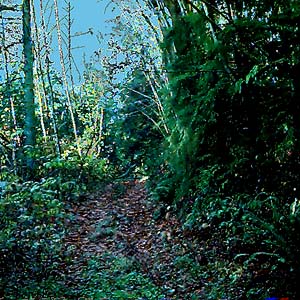 old road, forest east of Mission Beach, Washington