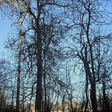 Oregon ash trees Fraxinus latifolia at marsh edge, Morse Wildlife Preserve, Graham, Washington