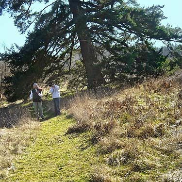 large isolated Douglas-fir tree at Morse Wildlife Preserve, Graham, Washington