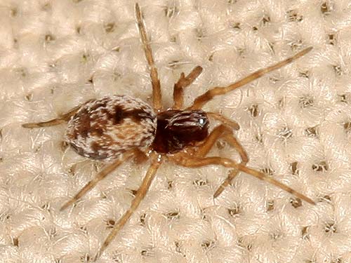 Dictyna sp. #1, Dictynidae, from Morse Wildlife Preserve, Graham, Washington