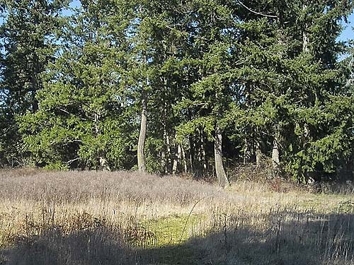 Douglas-firs at edge of grassland, Morse Wildlife Preserve, Graham, Washington