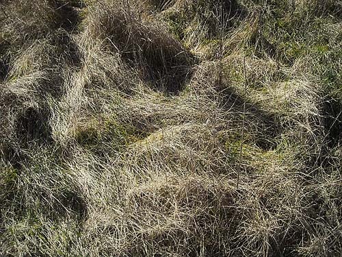 matted winter grass in meadow, Morse Wildlife Preserve, Graham, Washington