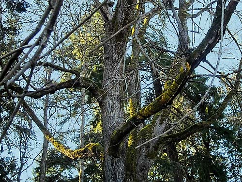 bigleaf maple tree Acer macrophyllum, Morse Wildlife Preserve, Graham, Washington