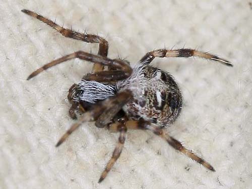 juvenile orbweaver spider, Metepeira sp., from grass, Morse Wildlife Preserve, Graham, Washington