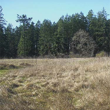 prairie remnant with oak tree, Morse Wildlife Preserve, Graham, Washington