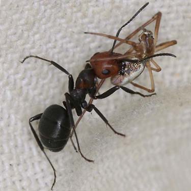 western thatching ant Formica obscuripes preying on spider Tetragnatha laboriosa, Morse Wildlife Preserve, Graham, Washington