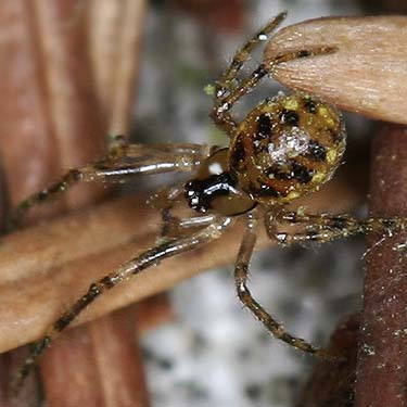 spider Theridion sexpunctatum, Theridiidae, Morse Wildlife Preserve, Graham, Washington