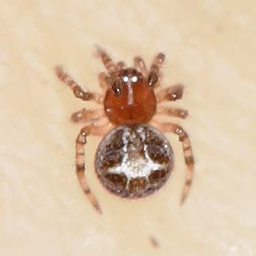 spider Theridion simile, Theridiidae, Morse Wildlife Preserve, Graham, Washington