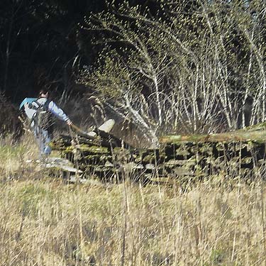Lynette Schimming sweeeping grass for spiders, Morse Wildlife Preserve, Graham, Washington