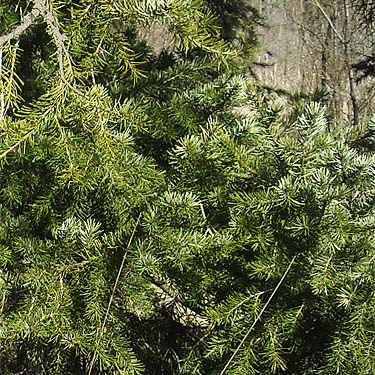 thick Douglas-fir foliage, Morse Wildlife Preserve, Graham, Washington