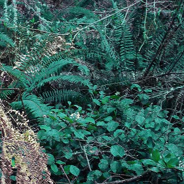 conifer forest salal-fern understory, Morse Wildlife Preserve, Graham, Washington
