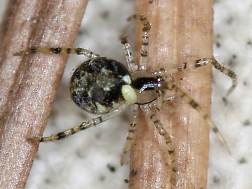 spider Theridion varians, Theridiidae, with ichneumonid wasp parasite, Morse Wildlife Preserve, Graham, Washington