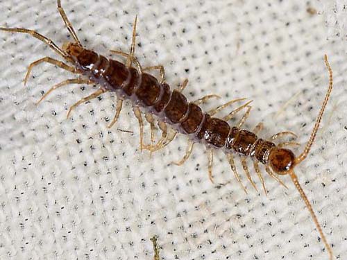 centipede Zygethobius ecologus, Henicopidae, from maple litter, Morse Wildlife Preserve, Graham, Washington