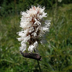 micromoth Crambus sp. Crambidae on flower in summit meadow, Little Deer Creek Mountain, Cedar River Watershed, Washington