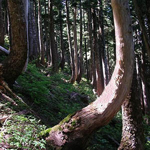 soil creep in forest, north slope of Little Deer Creek Mountain, Cedar River Watershed, Washington