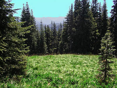 summit meadow, Little Deer Creek Mountain, Cedar River Watershed, Washington