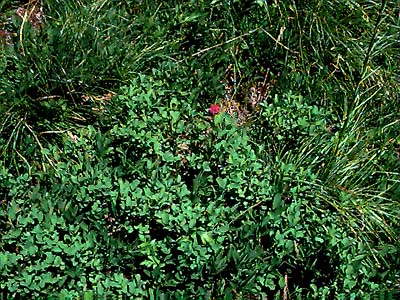 Spiraea densiflora among beargrass in summit meadow,  Little Deer Creek Mountain, Cedar River Watershed, Washington