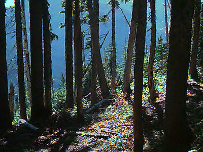 summit ridge just inside forest, Little Deer Creek Mountain, Cedar River Watershed, Washington