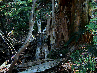 snag and woody debris near summit of Little Deer Creek Mountain, Cedar River Watershed, Washington