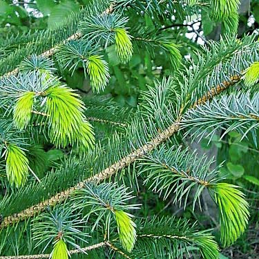 foliage of Sitka spruce Picea sitchensis at Mud Lake, Clear Lake (town), Skagit County, Washington