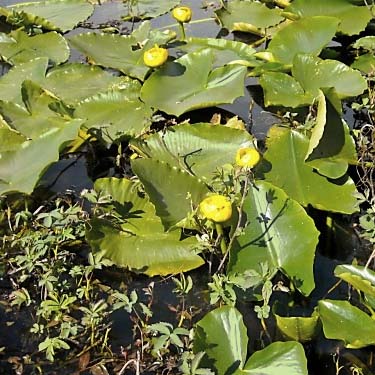 Nuphar lutea, yellow pond-lily, at Mud Lake, Clear Lake (town), Skagit County, Washington