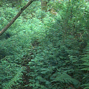 moist forest understory, east of Maple Valley, King County, Washington
