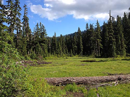 big marsh meadow, Nason Ridge at Smith Brook Trail, Chelan County, Washington