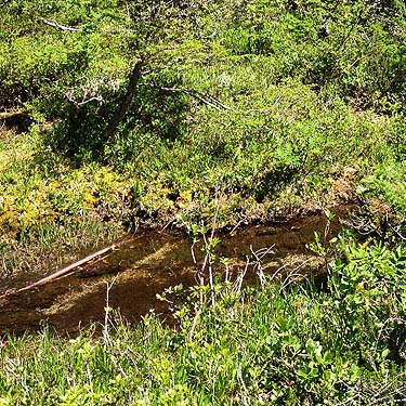 tiny brook draining small meadow, Rainy Creek Pass, Nason Ridge, Chelan County, Washington