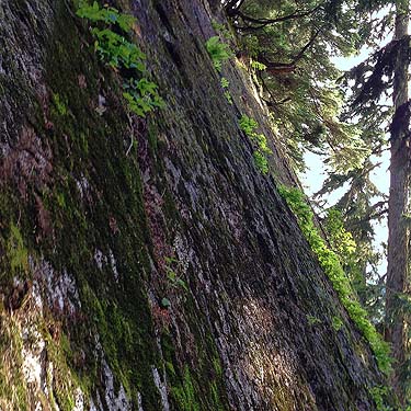cliff by Smithbrook Trail, crest of Nason Ridge, Chelan County, Washington