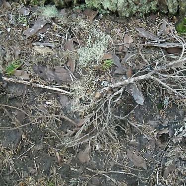 conifer litter by Smithbrook Trail at crest of Nason Ridge, Chelan County, Washington