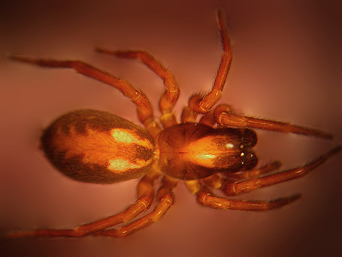 Amaurobiid spider from under stone, Rainy Creek Pass, Nason Ridge, Chelan County, Washington