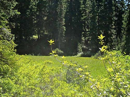 small meadow at Rainy Creek Pass, Nason Ridge, Chelan County, Washington