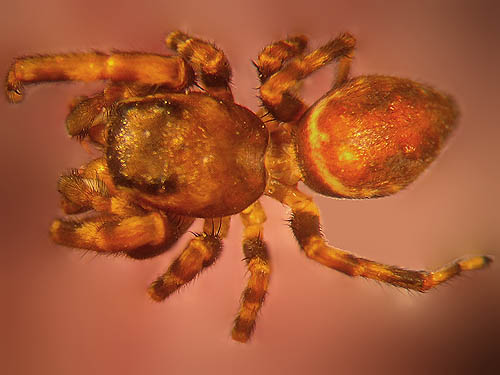 male jumping spider Salticidae Pelegrina aeneola, Rainy Creek Pass, Nason Ridge, Chelan County, Washington