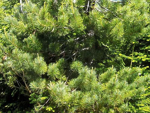 lodgepole pine Pinus contorta in cleacut, Rainy Creek Pass, Nason Ridge, Chelan County, Washington