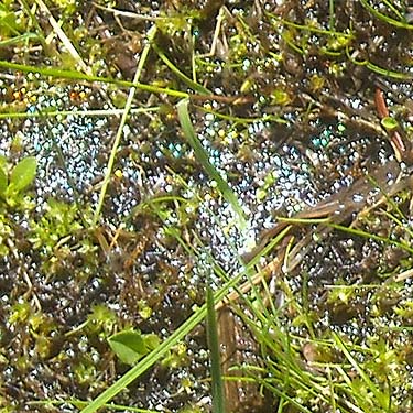 microspider Linyphiidae on meadow soil surface, Rainy Creek Pass, Nason Ridge, Chelan County, Washington