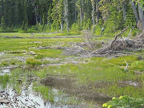 wet part of marsh meadow, Smithbrook Trail at crest of Nason Ridge, Chelan County, Washington