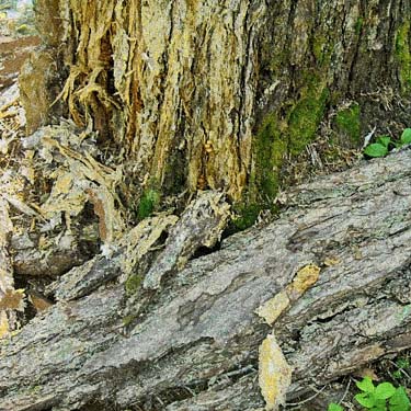 dead wood beside Smithbrook Trail at crest of Nason Ridge, Chelan County, Washington