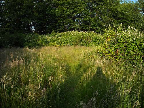 grassy field surrounded by blackberry, Norpoint Park, Pierce County, Washington